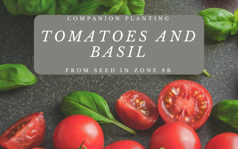 Companion Planting Tomatoes and Basil From Seed in Zone 8b.