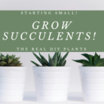 Starting Small? Grow Succulents! The Real DIY Plants