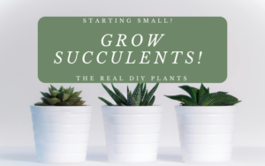 Read more about the article Starting Small? Grow Succulents! The Real DIY Plants