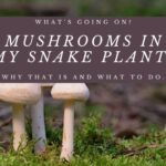 What’s Going On? Mushrooms In My Snake Plant? Why That Is and What To Do.