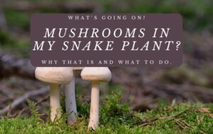 Read more about the article What’s Going On? Mushrooms In My Snake Plant? Why That Is and What To Do.