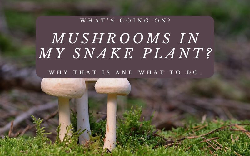 You are currently viewing What’s Going On? Mushrooms In My Snake Plant? Why That Is and What To Do.