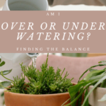 Am I Over or Under Watering? Finding the Balance