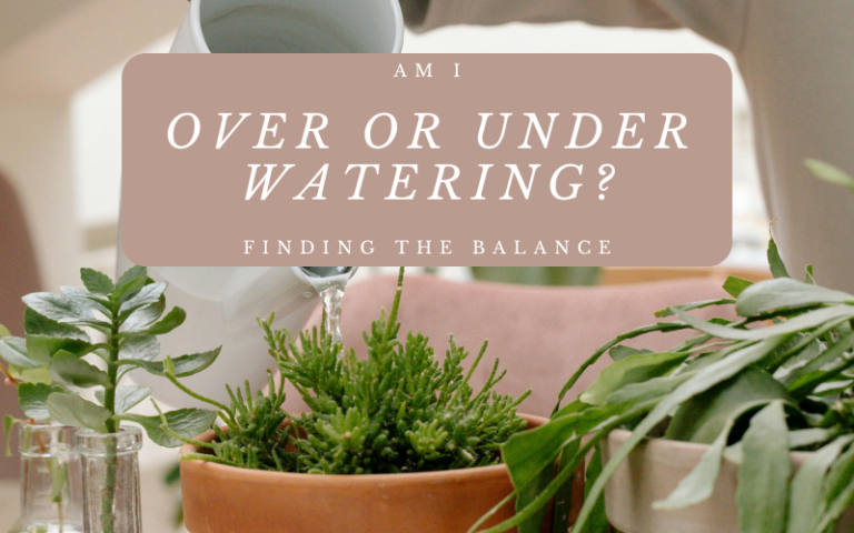 Am I Over or Under Watering? Finding the Balance