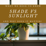 Shade vs Sunlight, What We Need To Know And Why Does It Matter?