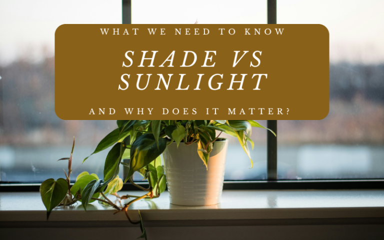Shade vs Sunlight, What We Need To Know And Why Does It Matter?