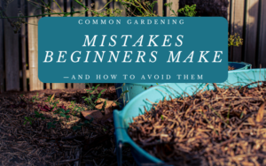 Read more about the article Common Gardening Mistakes Beginners Make—and How to Avoid Them
