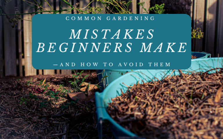 Common Gardening Mistakes Beginners Make—and How to Avoid Them