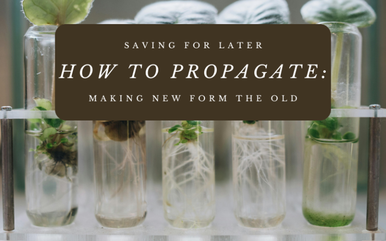 Saving for Later? How To Propagate: Making New From The Old