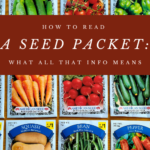 How to Read a Seed Packet: What All That Info Means