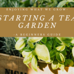 Enjoying What We Grow – Starting A Tea Garden – A Beginners Guide