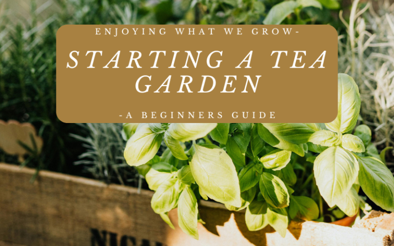 Enjoying What We Grow – Starting A Tea Garden – A Beginners Guide