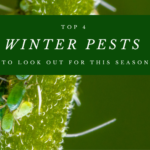 Top 4 Winter Pests To Look Out For This Season