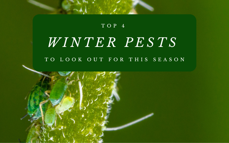 You are currently viewing Top 4 Winter Pests To Look Out For This Season
