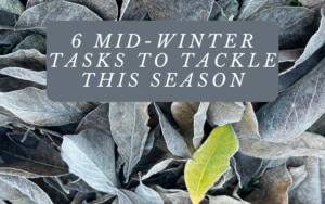 Read more about the article 6 Mid-Winter Tasks to Tackle This Season
