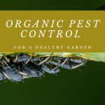 Organic Pest Control for a Healthy Garden