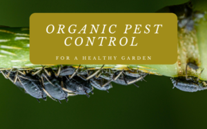 Read more about the article Organic Pest Control for a Healthy Garden