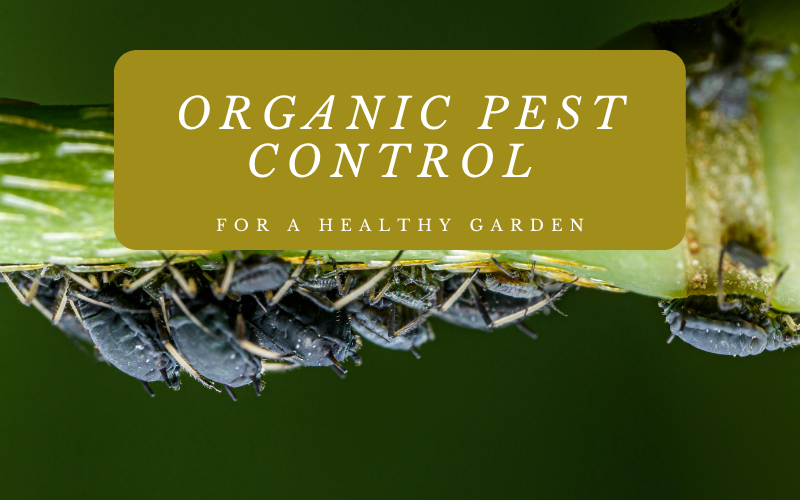 You are currently viewing Organic Pest Control for a Healthy Garden