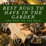 Best Bugs To Have in the Garden – and How You Can Help!