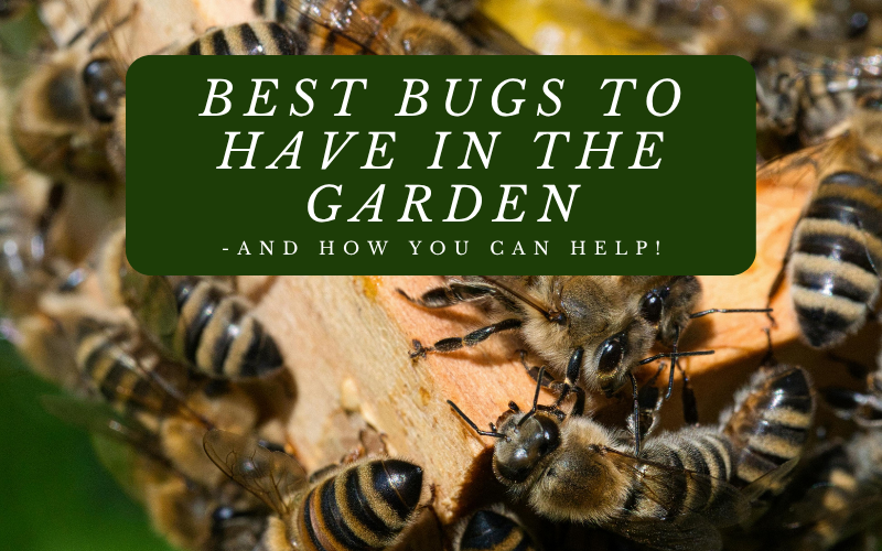 You are currently viewing Best Bugs To Have in the Garden – and How You Can Help!